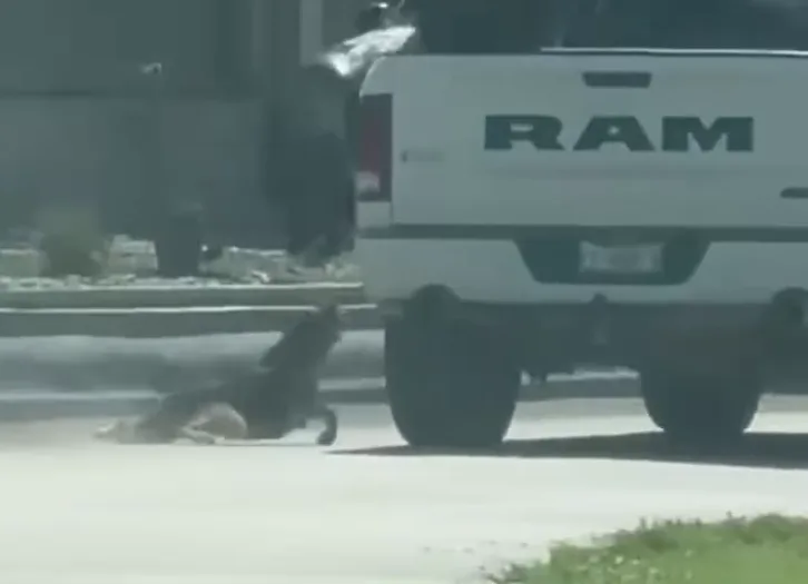Agresor de perro arrastrado en camioneta es identificado; la mascota es atendida de las heridas, en Acuña, Coahuila