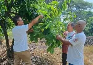 Evalúan tratamientos agroecológicos para la protección de cultivos de cacao