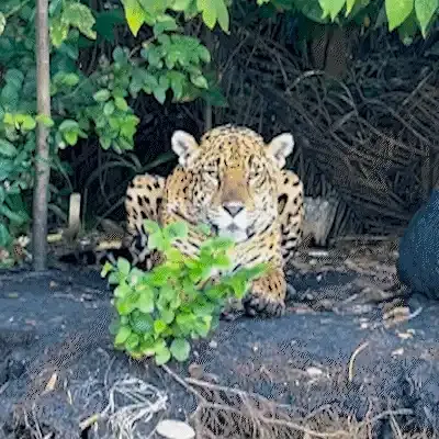 Pescador fica a 6 metros de onça-pintada em encontro raro no Pantanal