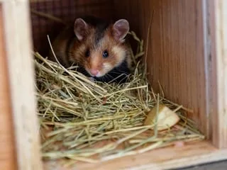 Un tueur en série de hamsters arrêté au Japon