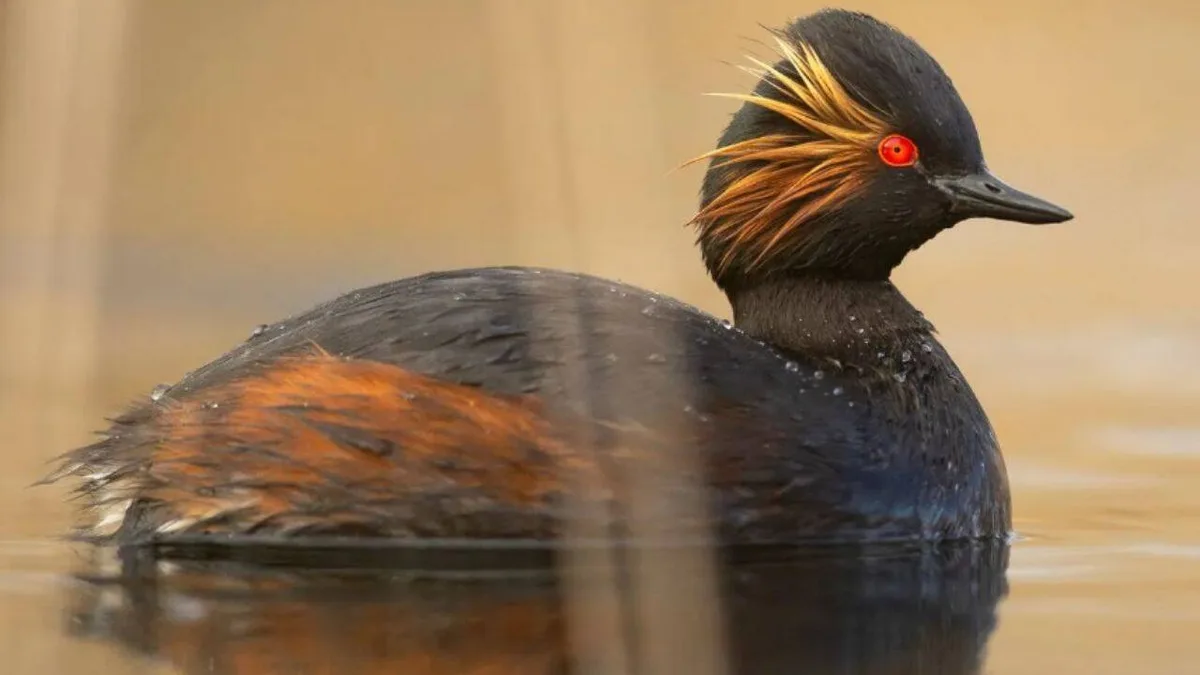 Once used for canal dredgings, this English site now shelters 35 pairs of rare grebes