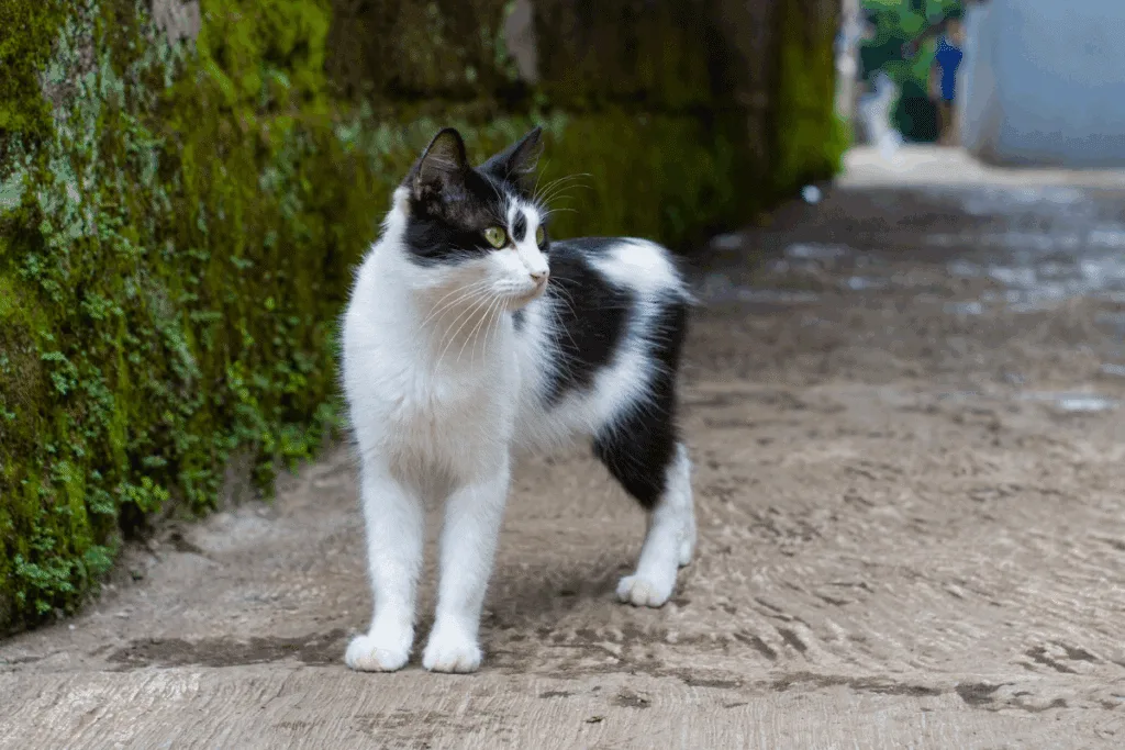 Gatos conseguem ver fantasmas? Conheça essa e outras crendices associadas aos felinos