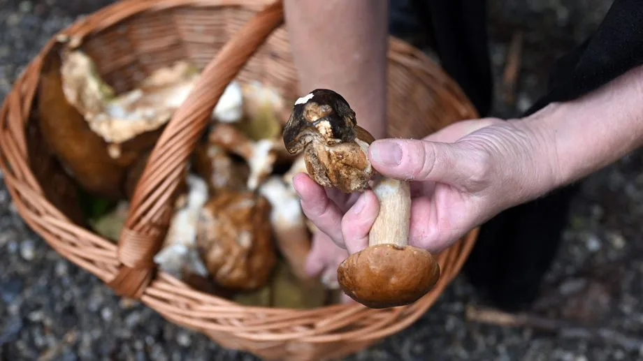 "On a hâte de remplir nos paniers" : les cèpes attendus en Dordogne dans les prochains jours