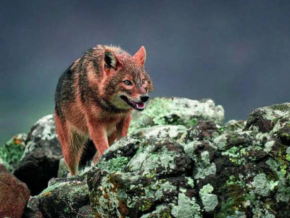 Le chacal utilise l'humain pour faire barrage au loup