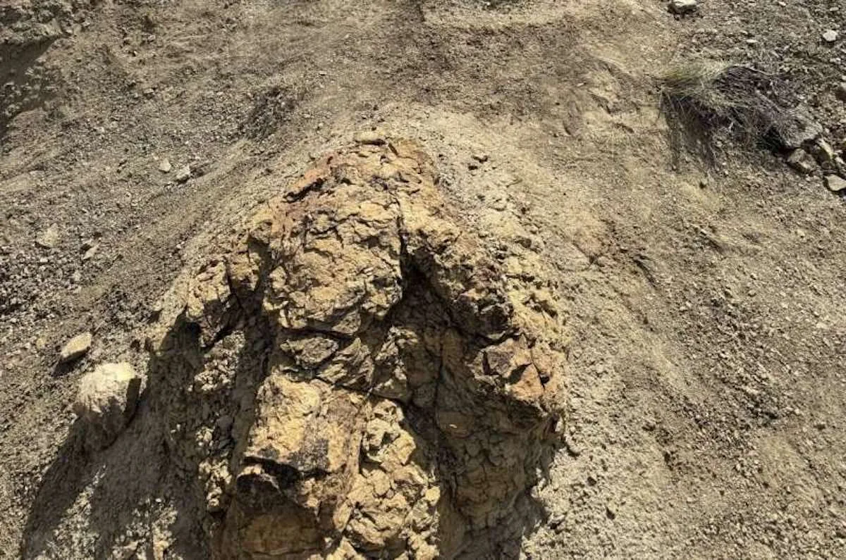Quatro pegadas revelam como caminhava um T. rex adulto