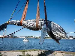 Nach Fund bei Greifswald: Experten äußern sich zu Todesursache von Buckelwal