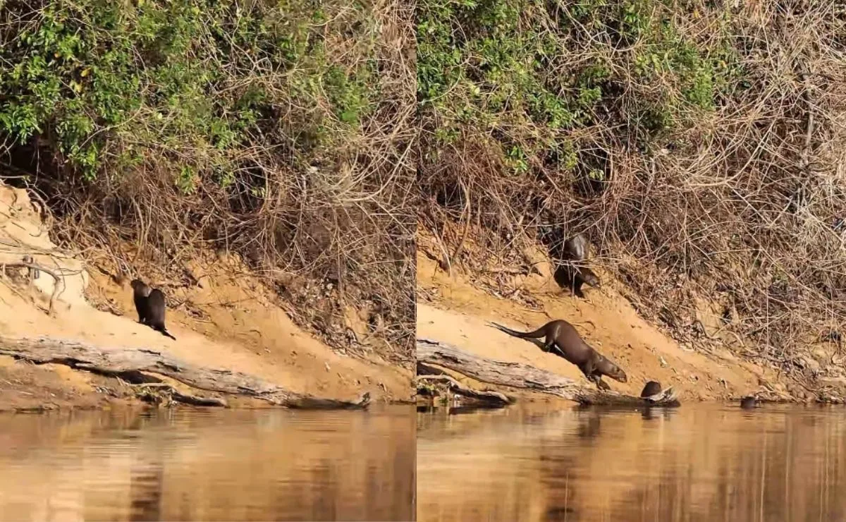 Ariranhas brincam com novo filhote na Nhecolândia e encantam espectadores; assista