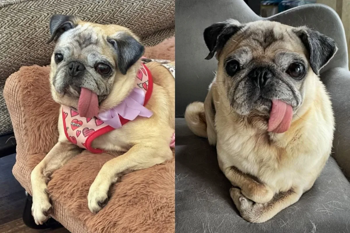 Cadela pug vence concurso de Cão Mais Feio de 2026; prêmio é R$ 25 mil