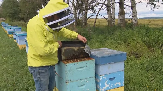 In Canada's largest honey-producing region, beekeepers brace for U.S. tariffs