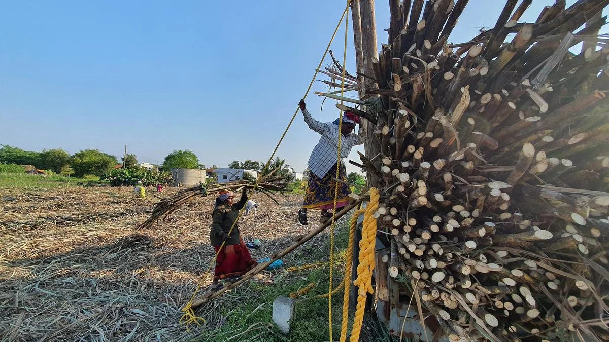 Maharashtra’s sugarcane dilemma: cutters seek a way out as mills turn to machines