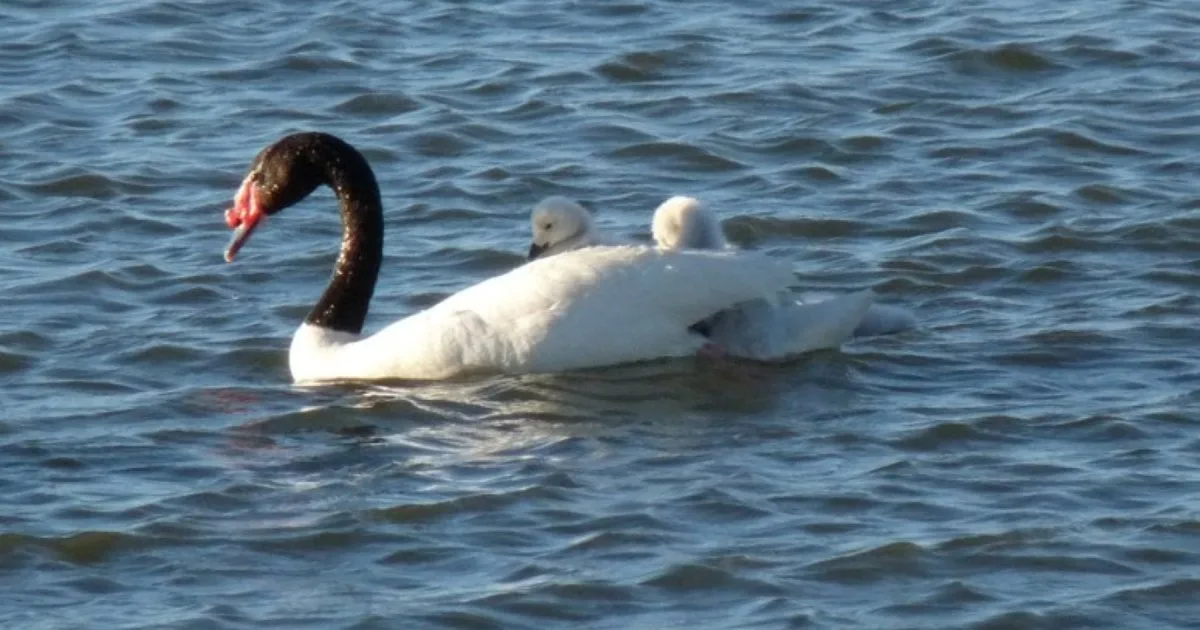 Parque Nacional Laguna Blanca: senderos, avistaje de aves y cómo visitarlo sin alterar el hogar de la ranita