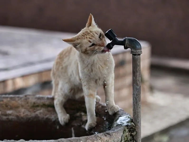 Estatuto que amplia proteção a cães e gatos avança no Senado