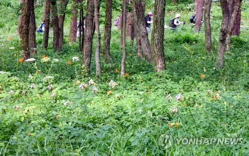 야생화 군락지 품은 정선 고한읍, 마을 전체 정원으로 가꾼다