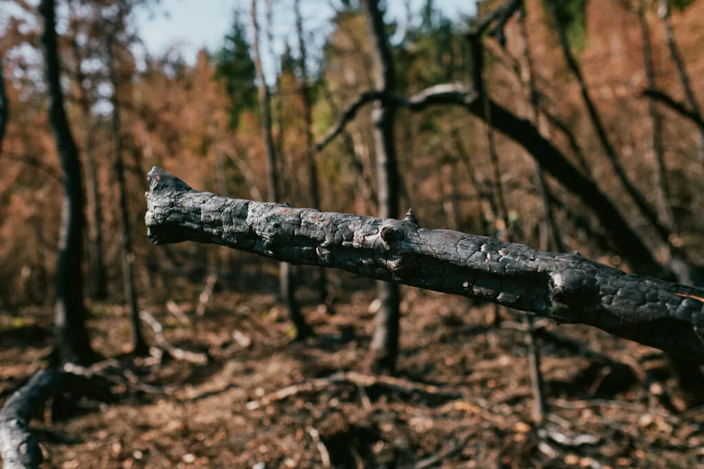 O fogo: na Europa e na Amazônia