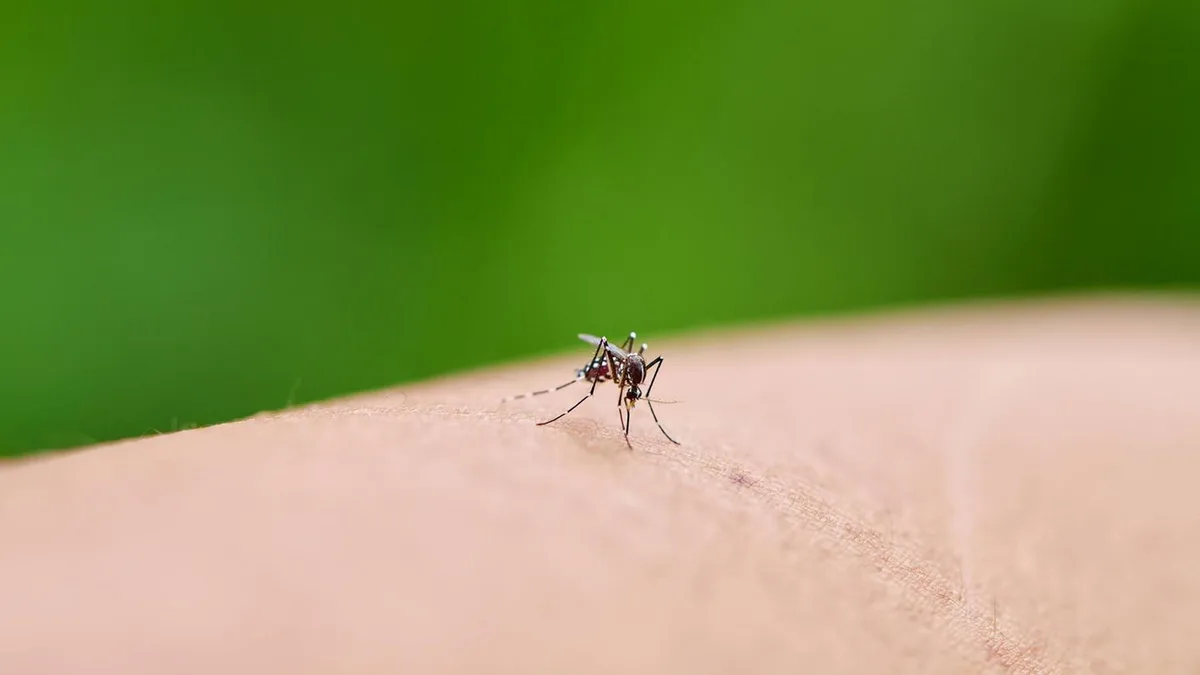 Fragen und Antworten: Dritter Malaria-Toter in Frankfurt – was ist bekannt?