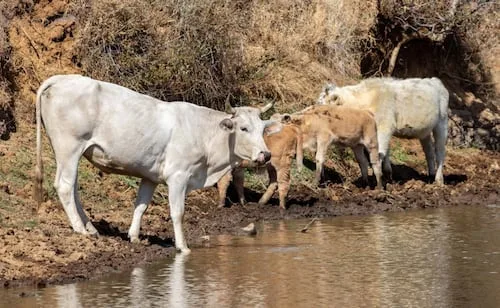 Se extiende plaga de gusano barrenador en el norte de Sinaloa; detectan 17 nuevos casos en municipio de El Fuerte