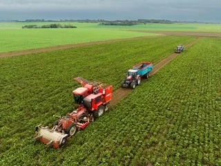 Le Conseil constitutionnel valide la réintroduction de l’acétamipride et d’un autre insecticide dans les champs