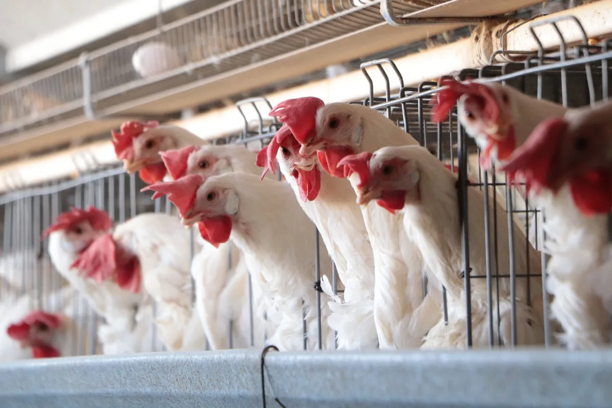 Sector avícola estima que superarán 1.500.000 toneladas de carne de pollo