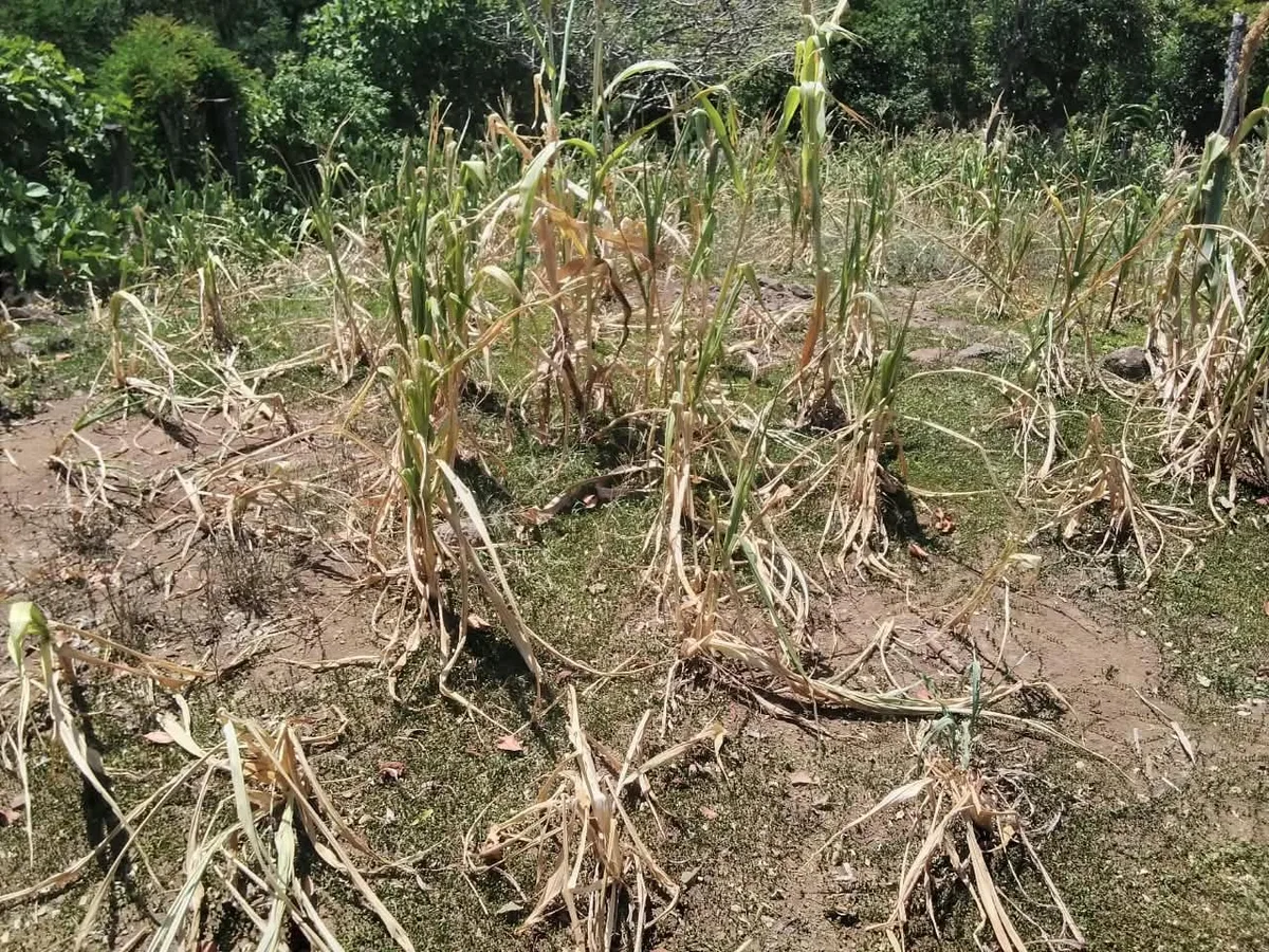 ¿Dónde está La Niña? El fenómeno climático ausente en el territorio salvadoreño