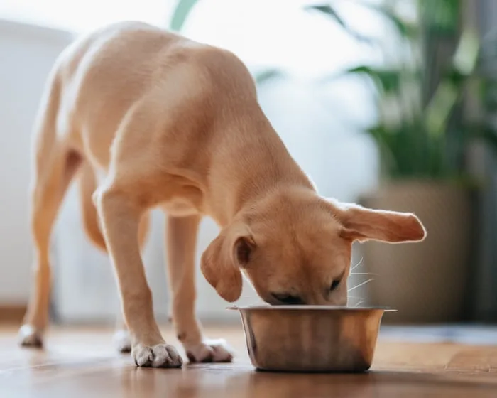 Dog food recalled after reports of pets losing their sight