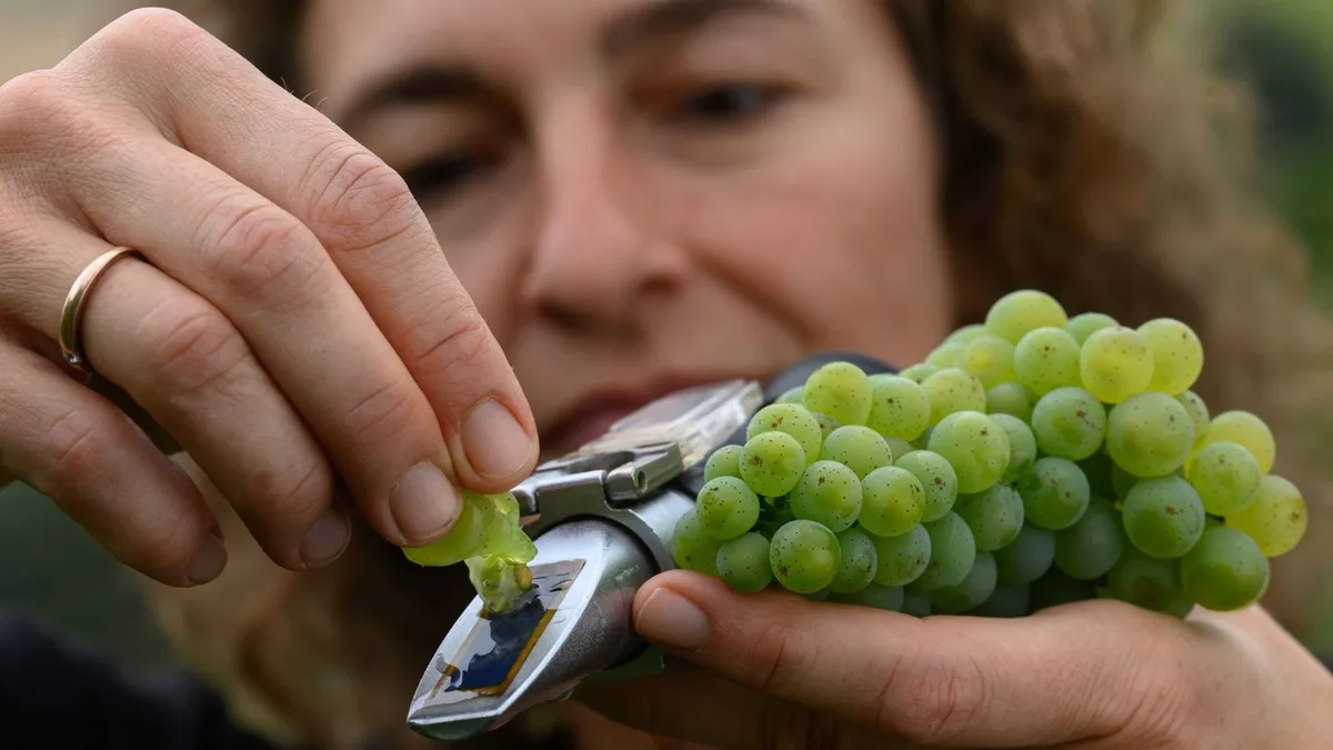 Experten begutachten Flächen: Winzervereinigung prüft Qualität vor Beginn der Weinlese