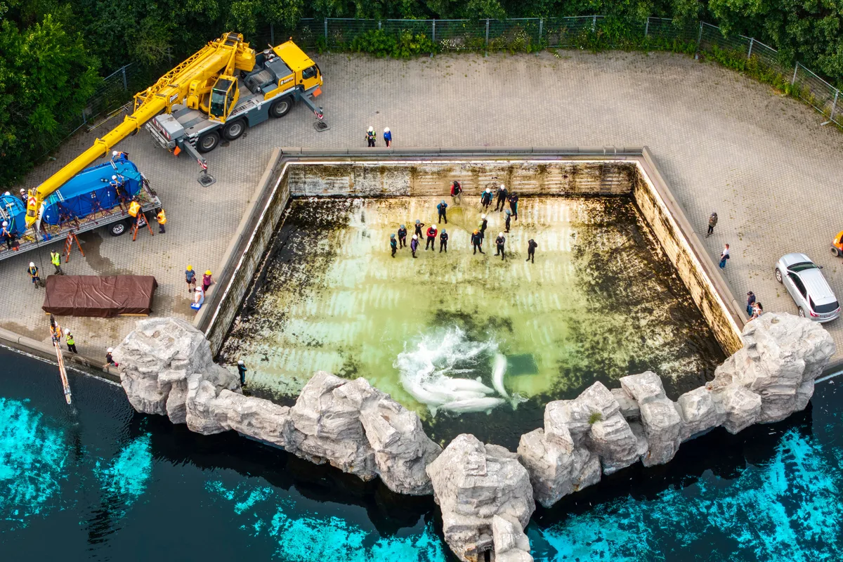 Fourth Marineland whale dies after relocation from Niagara Falls park