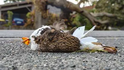 Sécheresse et canicule : plusieurs associations appellent à "lever le pied" sur la chasse pour "laisser la faune se remettre de cette canicule"