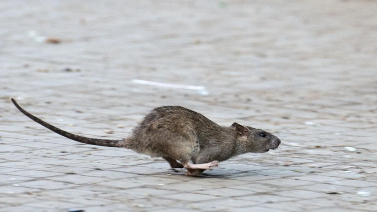 Globale Erwärmung: Ratatouille fühlt sich in heißen Städten am wohlsten