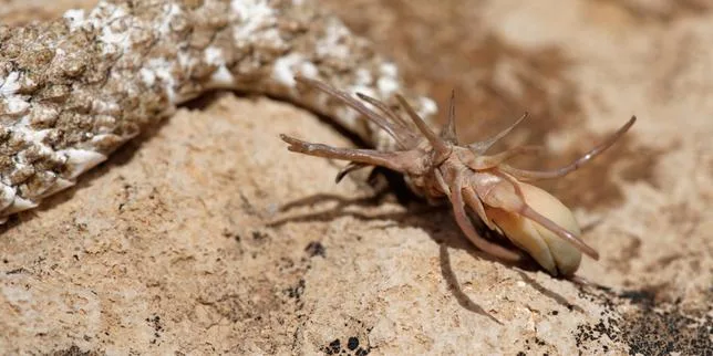 Ce serpent qui imite l’araignée pour appâter les oiseaux