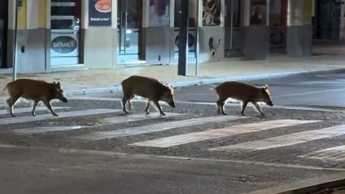 Javalis já circulam pelas ruas de Setúbal: há vídeos dos animais a atravessar passadeiras à noite
