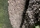 Milhões de mariposas de 5cm invadem casas e carros em migração na Austrália