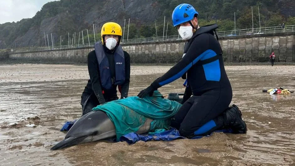 Tierschützer retten Meeressäuger - Drama vor der Küste! 2 Delfine stranden in Wales