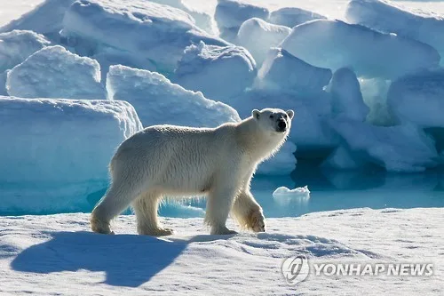 잠자는 북극곰 뱃고동으로 깨웠다가…과태료 750만원
