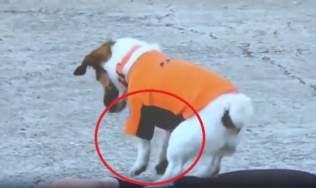 “소방관 아빠처럼”…두발로 ‘꾹꾹’ 심폐소생술 하는 강아지 (영상)