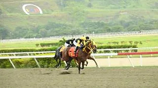 Potro vuelve a la pista luego 119 días podría darle la primera victoria a Franklin González Jr.