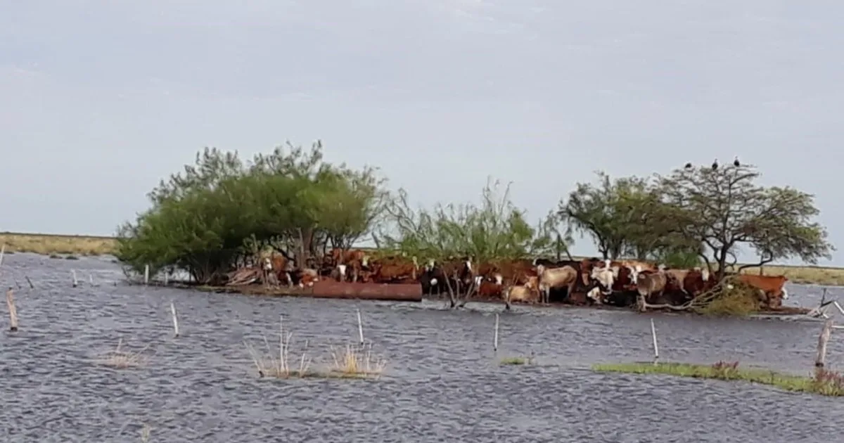 Tragedia en Santa Fe: en plena crecida, un ganadero murió ahogado mientras intentaba salvar animales