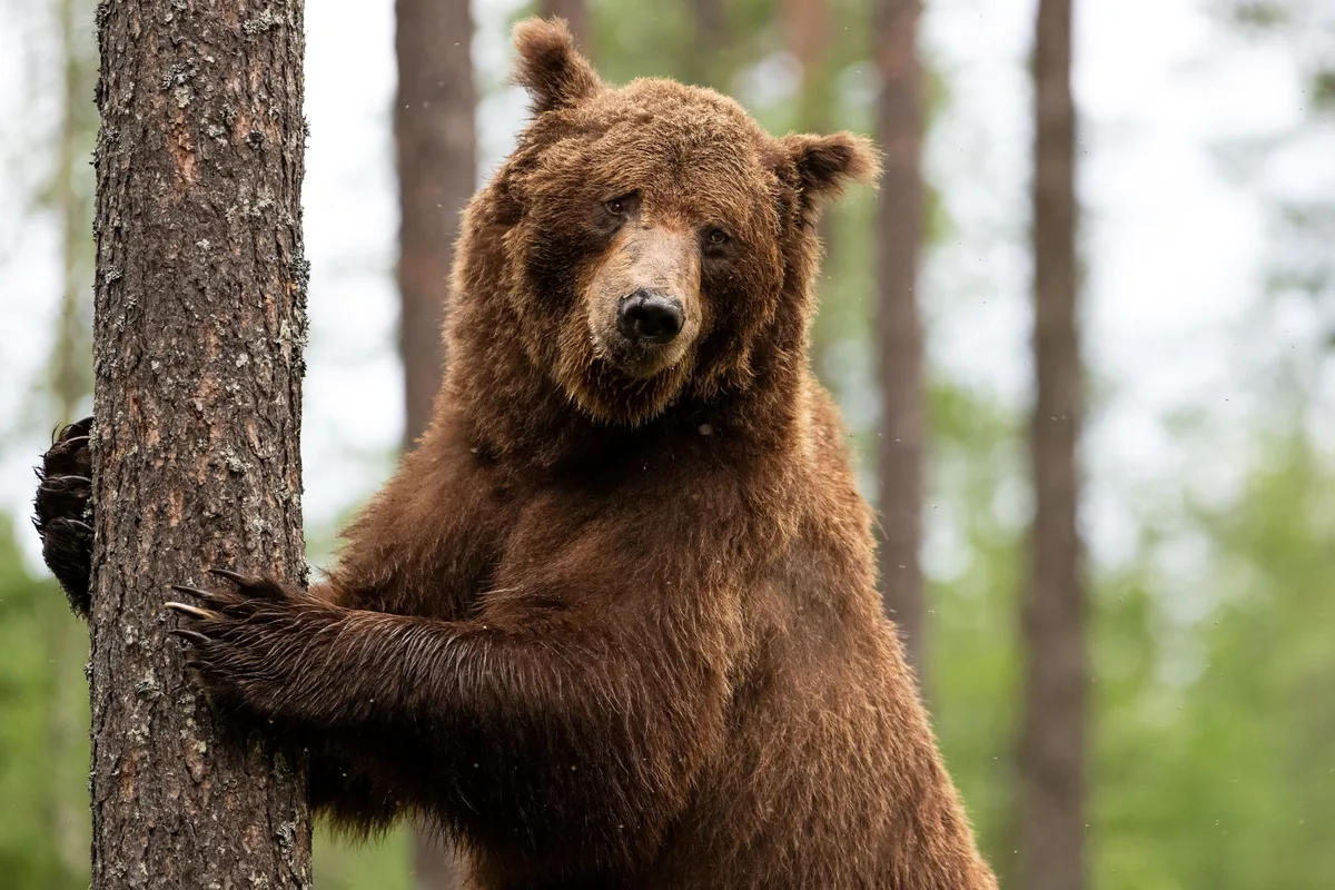 “¡Ojo con el oso!" Mandó una foto hecha con IA en una zona asolada por los osos y generó pánico