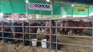 Inauguran Expoferia Ganadera Barinas 2026