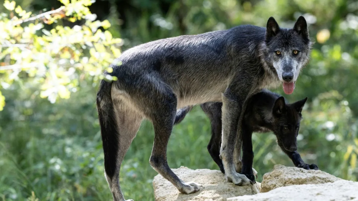 Wölfe: Mehr als 60 Schafe bei großem Wolfsangriff in Frankreich getötet