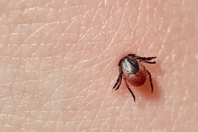 Piedras Negras: advierten mortalidad superior al 40% en casos graves de rickettsiosis
