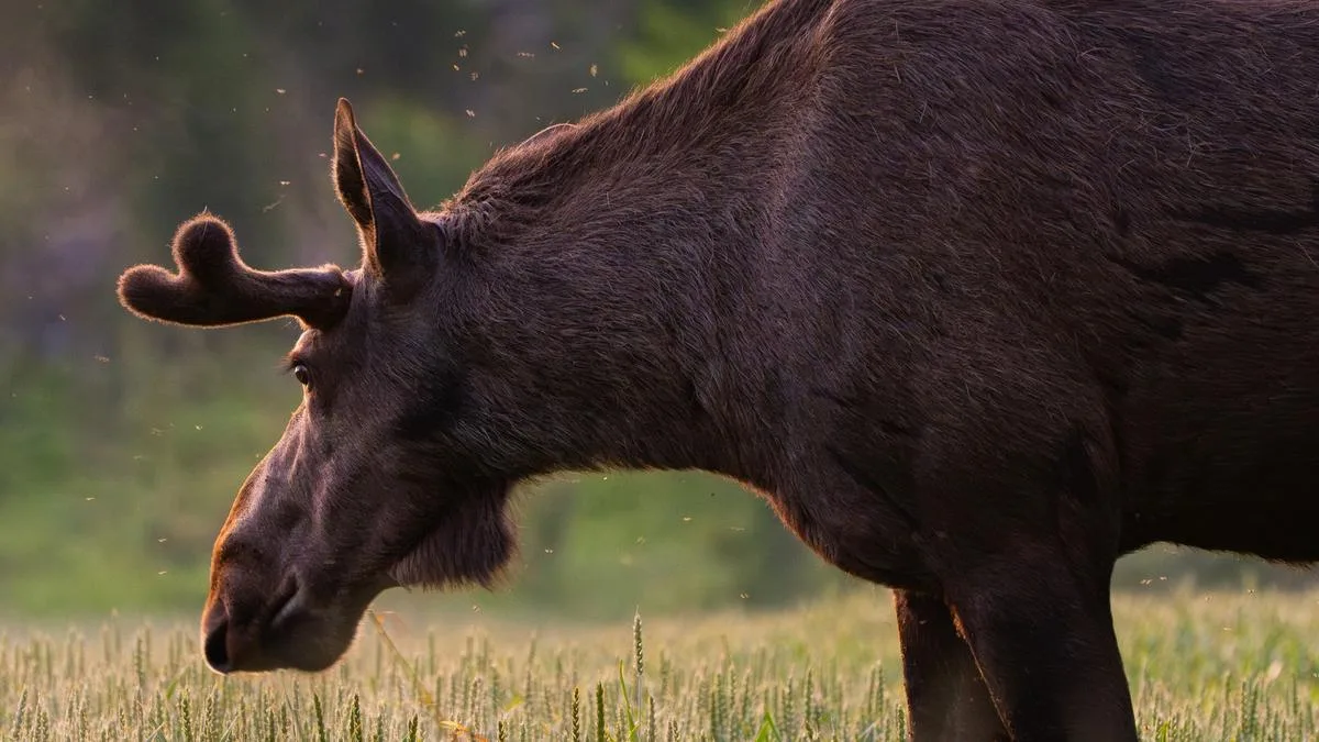 Woman blasts charging moose with bear spray