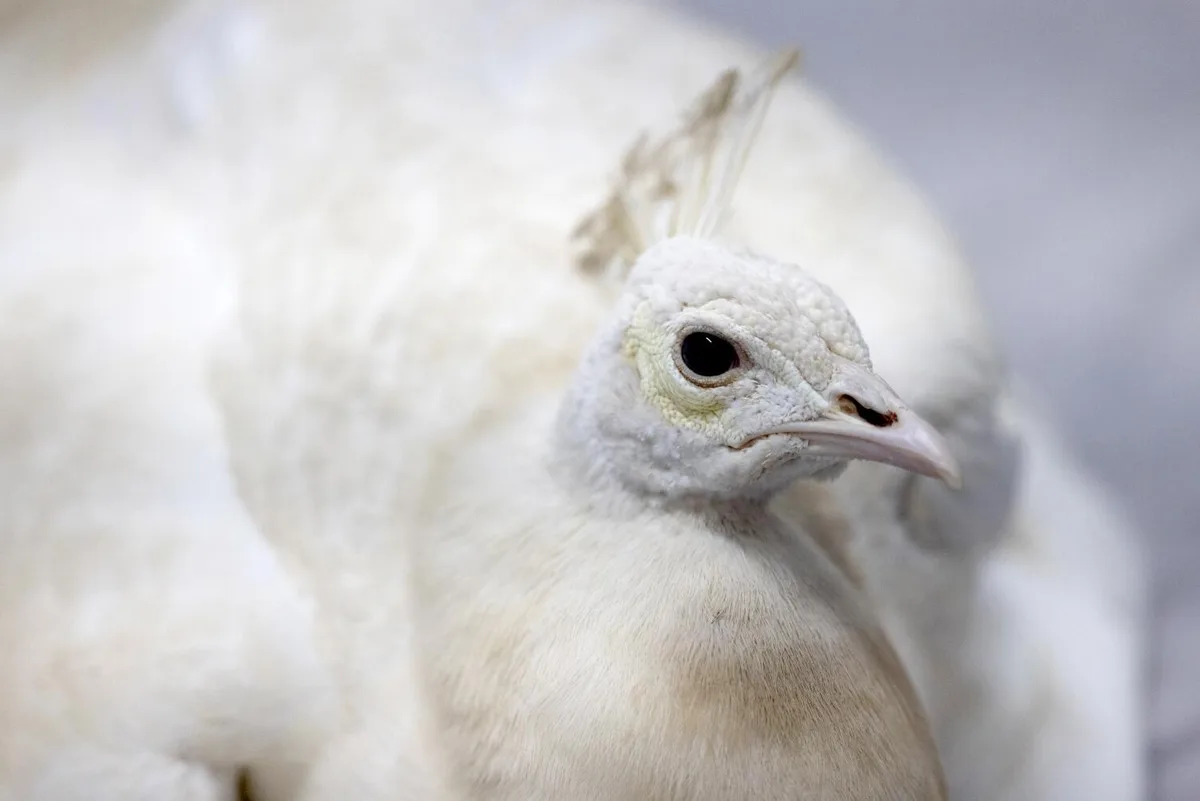 Pasadena peacock beaten by postal worker, video shows; neighbors outraged