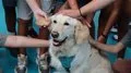 ¿El mejor amigo?: Los perros podrían ayudar a los adolescentes a gestionar el estrés social