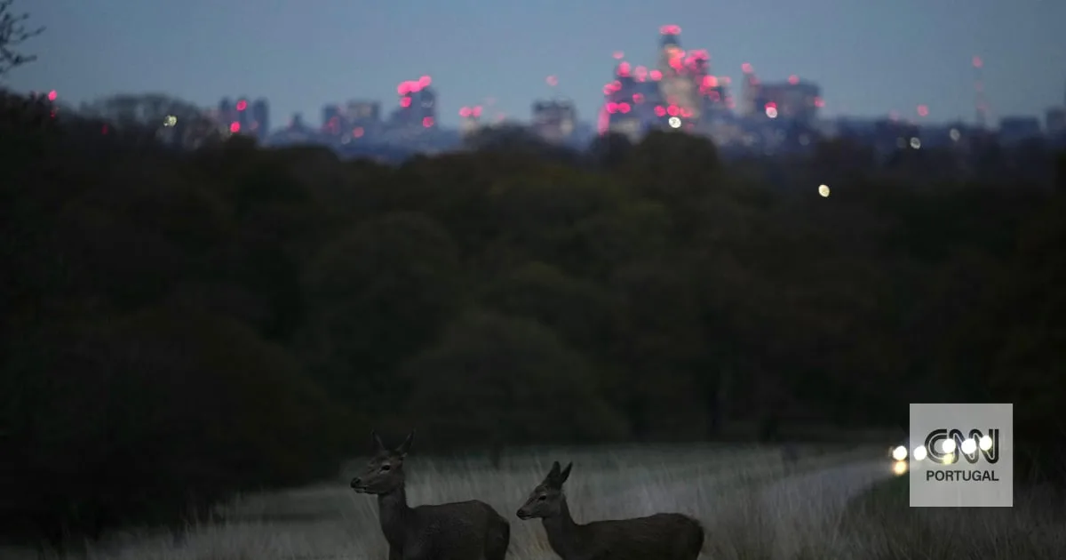 Veado ataca homem que fazia piquenique num parque de Londres. Animal foi abatido