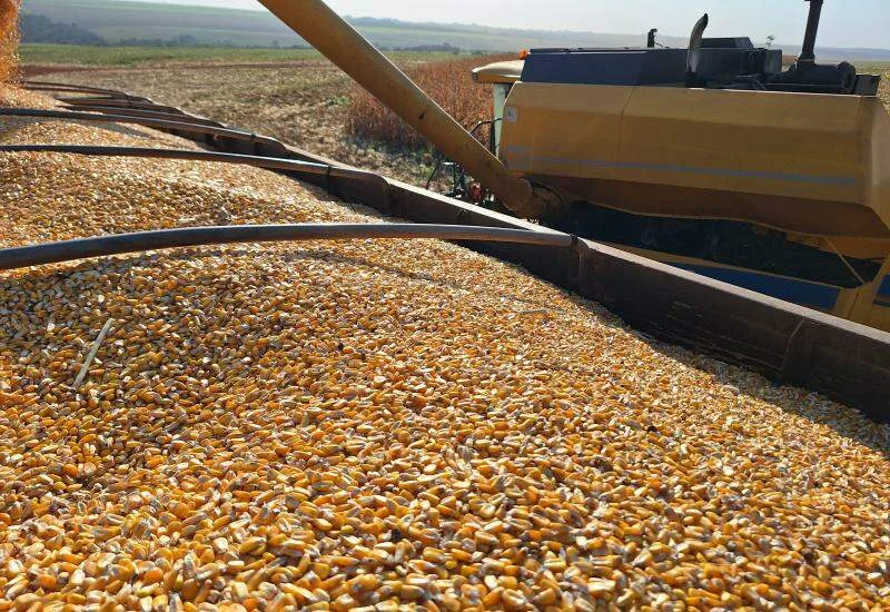Soja cresce 36,7% em agosto, enquanto milho perde espaço nas exportações de MS