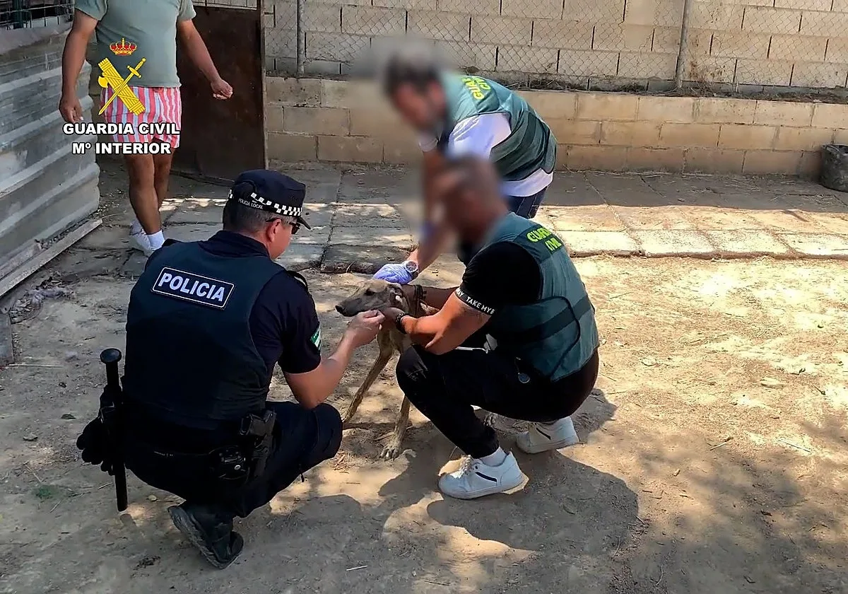 Cuatro detenidos por robar ocho perros de caza en Bollullos y maltratarlos