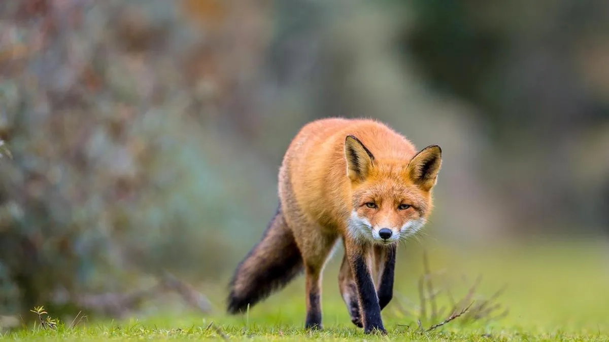 ‘Serious warning’ for Aussie wildlife as suspected bird flu case detected in red fox in Adelaide