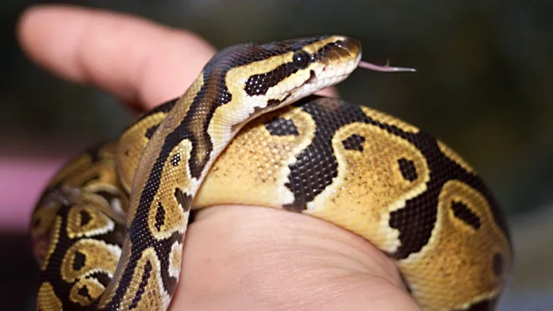 "Ne pas approcher": un python royal s'est échappé d'un appartement à Cherbourg-en-Cotentin, la mairie appelle à la "vigilance"