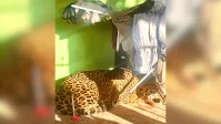 Onça-parda é capturada nos fundos de uma residência no RS