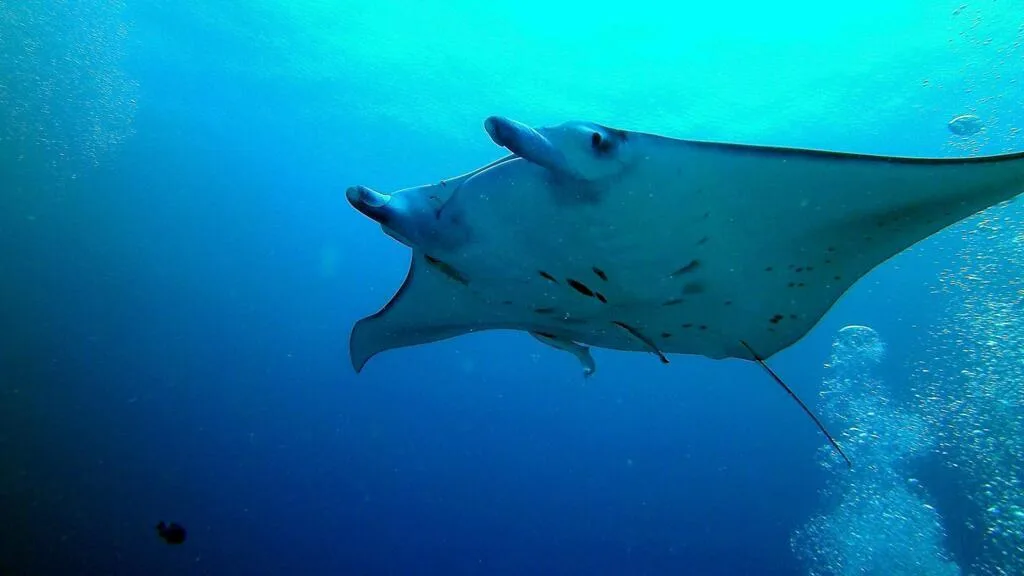 Les océans du globe viennent d'enchaîner 100 jours consécutifs de chaleur record